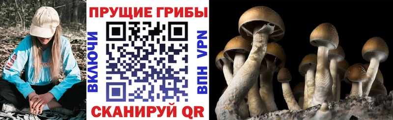 Купить  Кириши  Галлюциногенные грибы MAGIC MUSHROOMS 